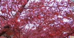 The color of Autumm-4