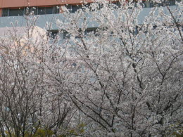 벚꽃 season (2)